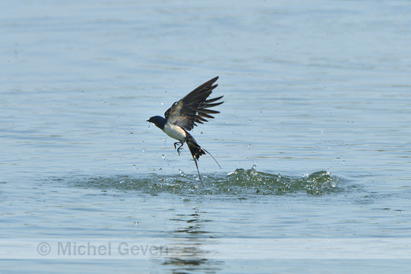 Boerenzwaluw; Barn Swallow; Hirundo rustica