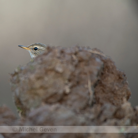 Waterpieper; Water pipit; Anthus spinoletta