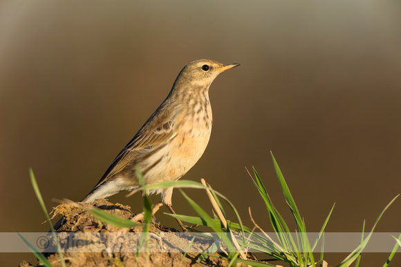 Waterpieper; Water pipit; Anthus spinoletta