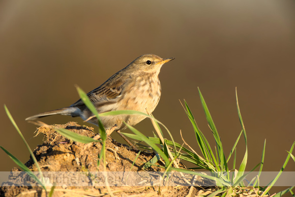 Waterpieper; Water pipit; Anthus spinoletta