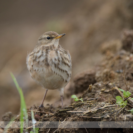 Waterpieper; Water pipit; Anthus spinoletta