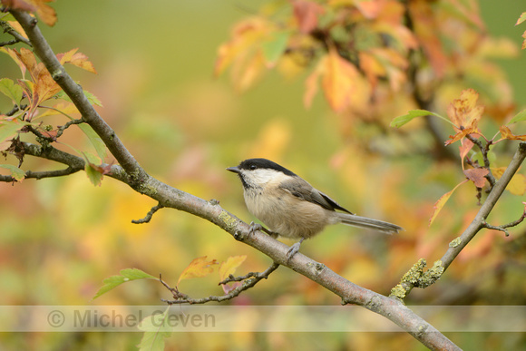 Matkop; Willow tit; Parus montanus