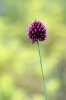 Kogellook;Round-headed Leek; Allium sphaerocephalon