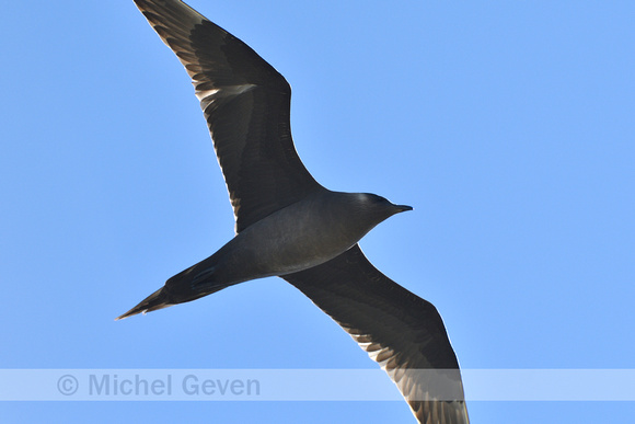 Kleine jager; Parasitic Skua; Stercorarius parasiticus