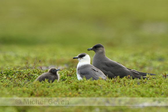 Kleine jager; Parasitic Skua; Stercorarius parasiticus