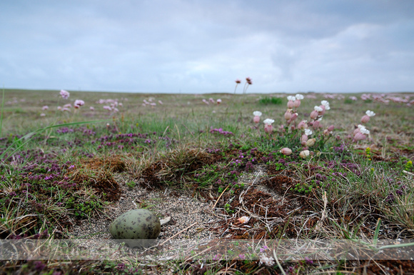 Kleine Jager; Arctic Skua;  Stercorarius parasiticus