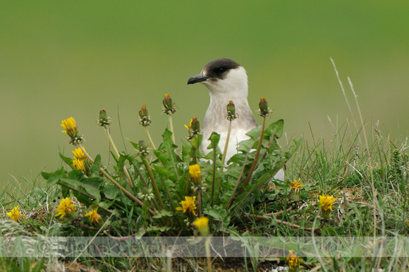 Kleine Jager; Arctic Skua;  Stercorarius parasiticus