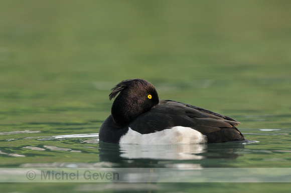 Kuifeend; Tufted Duck; Aythya fuligula;