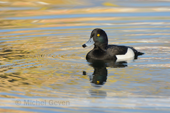 Kuifeend; Tufted Duck; Aythya fuligula