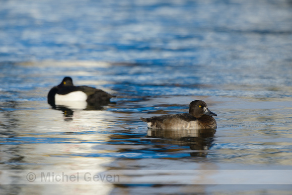 Kuifeend; Tufted Duck; Aythya fuligula