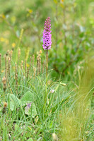 Dichte muggenorchis; Marsh Fragrant-orchid; Gymnadenia densiflor