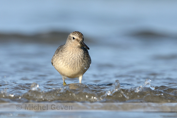 Kanoetstrandloper; Knot; Calidris canutus