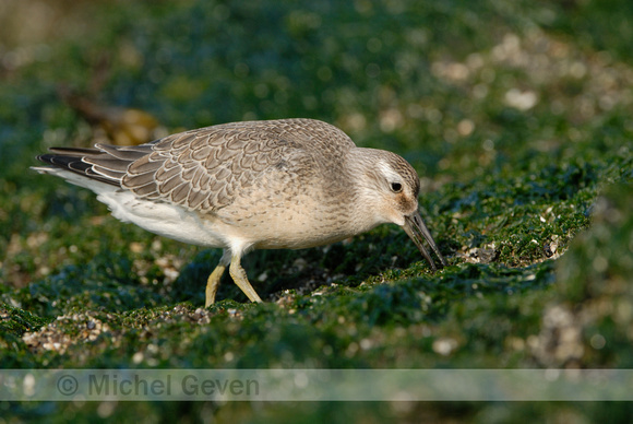 Kanoetstrandloper; Red Knot; Calidris canutus