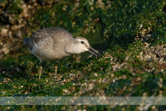 Kanoetstrandloper; Red Knot; Calidris canutus