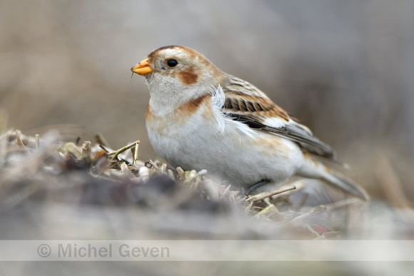 Sneeuwgors; Snow Bunting; Plectrophenax nivalis