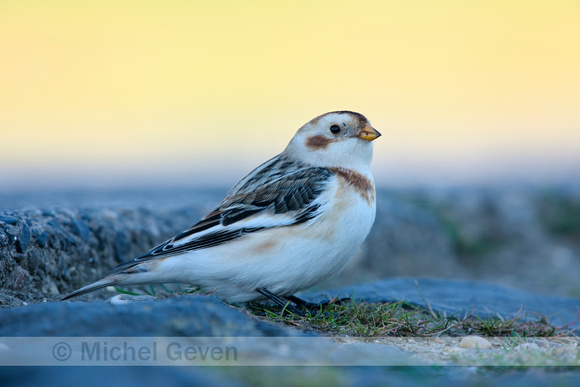 Sneeuwgors; Snow Bunting; Plectrophenax nivalis;