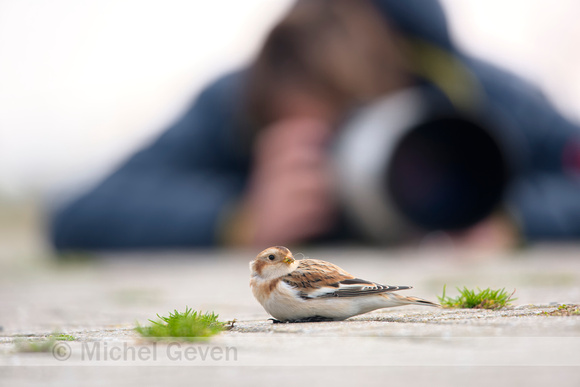 Sneeuwgors; Snow Bunting; Plectrophenax nivalis;