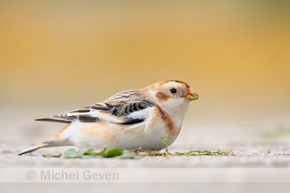 Sneeuwgors; Snow Bunting; Plectrophenax nivalis;