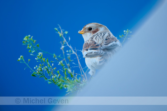 Sneeuwgors; Snow Bunting; Plectrophenax nivalis;