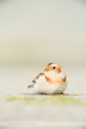 Sneeuwgors; Snow Bunting; Plectrophenax nivalis;