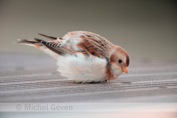 Sneeuwgors; Snow Bunting; Plectrophenax nivalis;