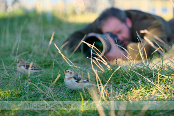 Sneeuwgors; Snow Bunting; Plectrophenax nivalis;