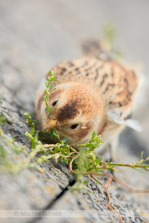 Sneeuwgors; Snow Bunting; Plectrophenax nivalis;