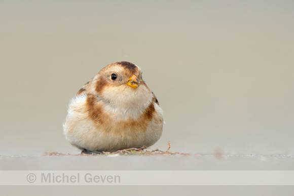 Sneeuwgors; Snow Bunting; Plectrophenax nivalis;