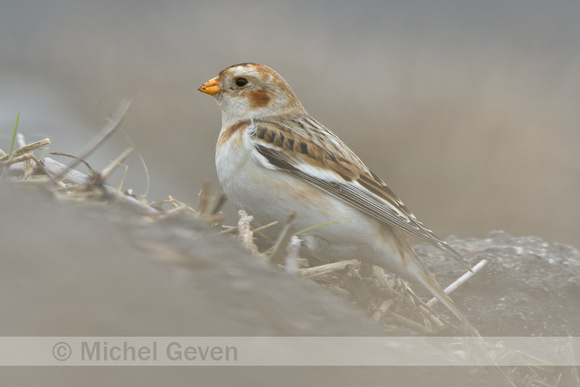 Sneeuwgors; Snow Bunting; Plectrophenax nivalis