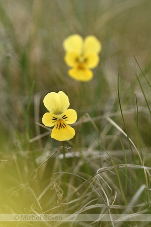 Zinkviooltje; Mountain Pansy; Viola lutea subsp. Calaminaria