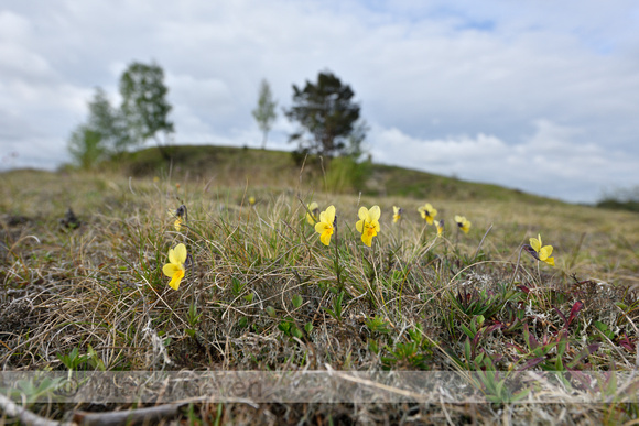 Zinkviooltje; Mountain Pansy; Viola lutea subsp. Calaminaria