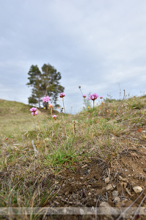 Engels gras; Thrift; Armeria maritima subsp. Halleri