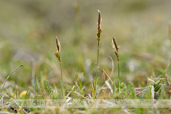Voorjaarszegge; Spring Sedge; Carex caryophyllea