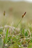 Voorjaarszegge; Spring Sedge; Carex caryophyllea