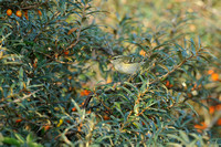 Bladkoning; Yellow-browed Warbler; Phylloscopus inornatus