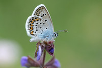 Groot Tragantblauwtje; EscherÕs Blue;  Polyommatus escheri