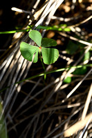 Klaverbladvaren - European waterclover - Marsilea drummondii