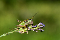 Western Alpine Bush-cricket; Anonconotus occidentalis