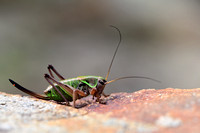 Western Alpine Bush-cricket - Anonconotus occidentalis