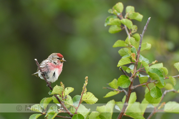Grote Barmsijs; Common Redpoll; Acanthis flammea flammea