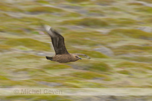 Grote Jager; Great Skua; Stercorarius skua