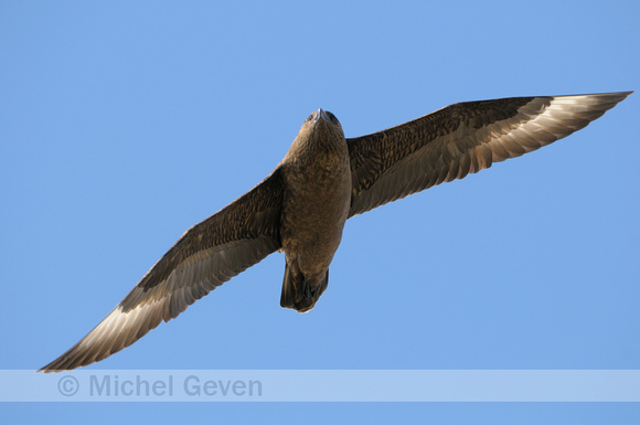 Grote Jager; Great Skua; Stercorarius skua