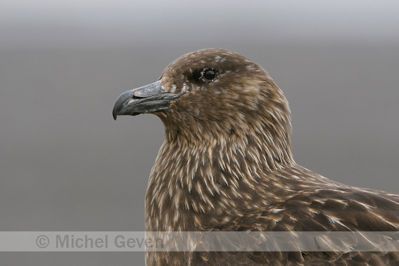 Grote Jager; Great Skua; Stercorarius skua