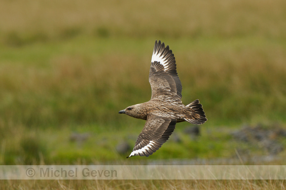 Grote Jager; Great Skua; Stercorarius skua