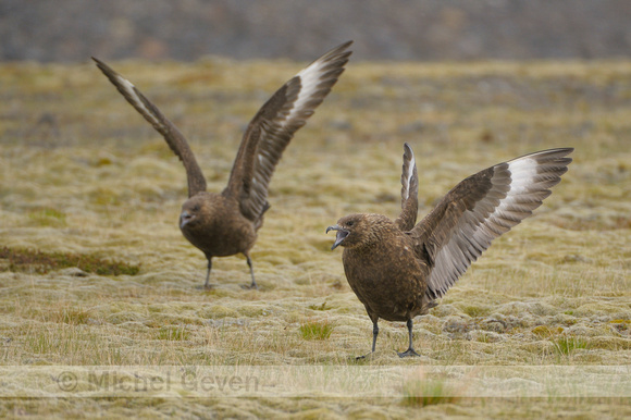 Grote Jager; Great Skua; Stercorarius skua