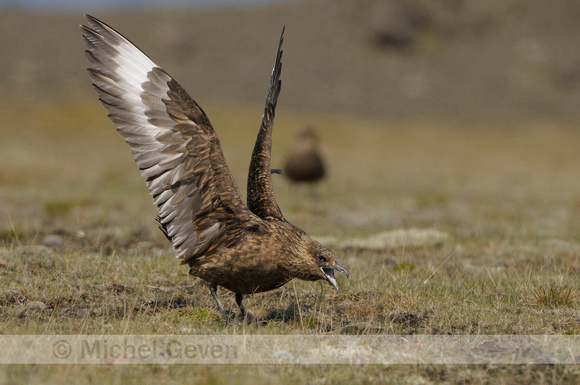 Grote Jager; Great Skua; Stercorarius skua