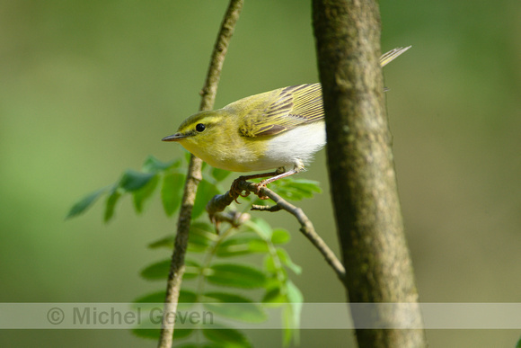 Fluiter; Wood Warbler; Phylloscopus sibilatrix