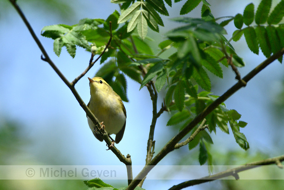 Fluiter; Wood Warbler; Phylloscopus sibilatrix