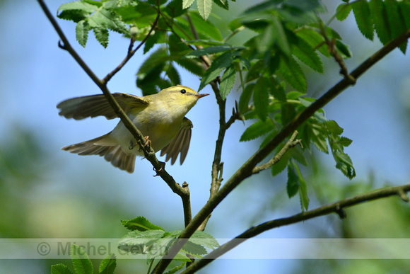 Fluiter; Wood Warbler; Phylloscopus sibilatrix