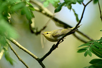 Fluiter; Wood Warbler; Phylloscopus sibilatrix